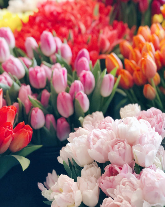 Growing Happiness, One Flower at a Time